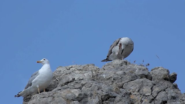Bird Seagull on Rock Bird seagull sitting on a rock against the blue sky