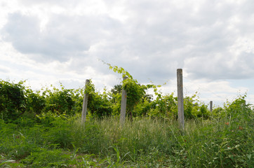 Fototapeta na wymiar vineyard