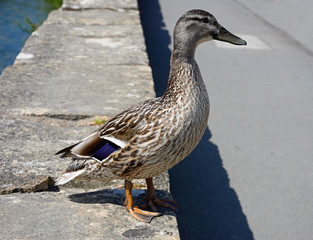 Female Mallard duck standing on a wall.