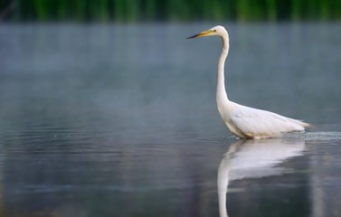 Fototapeta na wymiar Great egret (Ardea alba) 