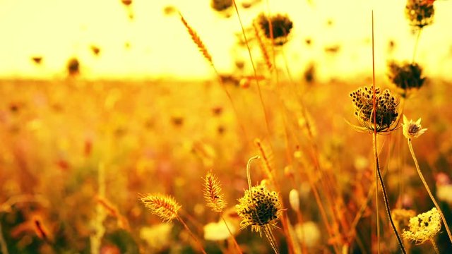 Beautiful flowers in field on sunrise background. Sunny outdoor bright morning. Autumn theme background. Closeup Full HD video