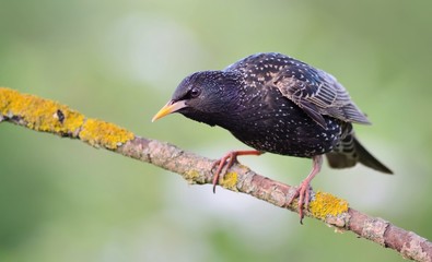 European starling on the branch