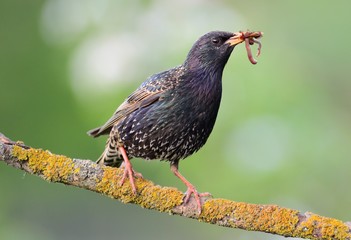 European starling on the branch