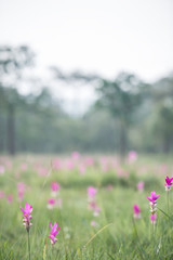 beautiful siam tulips