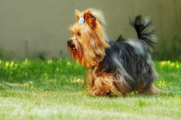 Small decorative family dog Yorkshire Terrier running on the gra