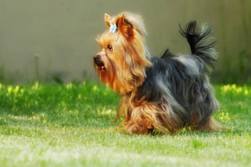 Naklejka premium Small decorative family dog Yorkshire Terrier running on the gra
