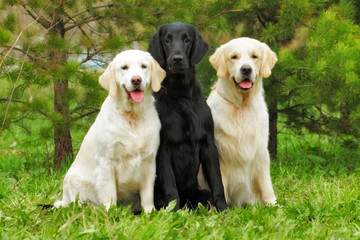 group of three dogs - flat-coated Retriever and two Golden Retri