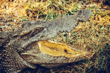 Naklejka premium wildlife crocodile sunbathe open mouth and relaxing on the grass