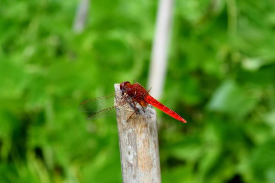 libellula rossa