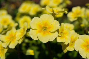Blooming yellow spring primulas in flower bed
