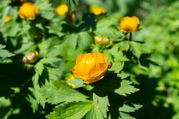 Globeflower, Trollius asiaticus on background of green leaves