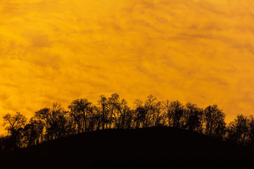 silhouette tree in the forest on the mountain and yellow sky, ab