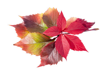 autumn colorful  leaves  of parthenocissus on white background