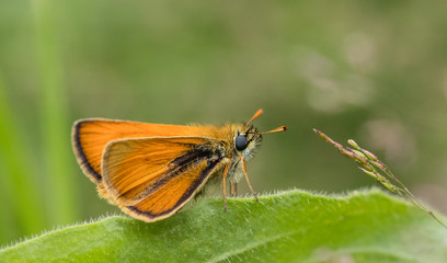 schmetterling