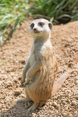 Naklejka na ściany i meble Meerkat is sitting on a sand and is looking at the camera.