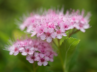 桃色の下野の花