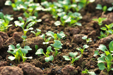 green radish plants in growth at garden..