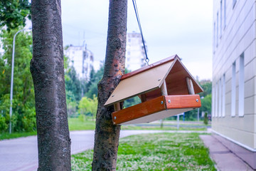 Feeders for birds on a tree