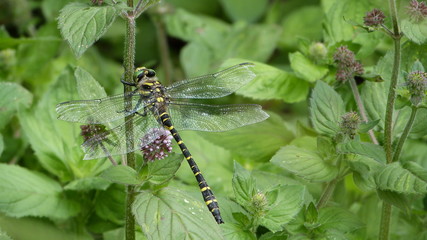 Splendeur de la Cordulégatsre annelé