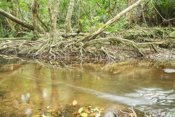 Trees beside the stream.