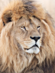 His majesty lion