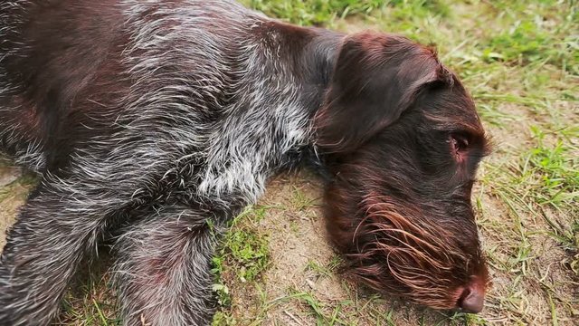 Tired of hunting dog drathaar after lying on the ground resting