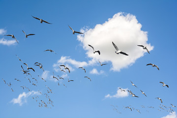 Seagulls flying in the sky