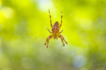 Small spider and spiderweb on a blurred background.
