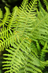 Close up image of lush green fern in Summer in forest