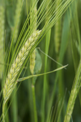 Close up of head of green barley in field in Summer