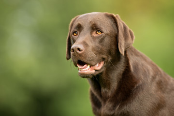 Labrador Retriever Dog