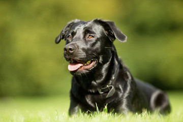 Black Labrador Retriever