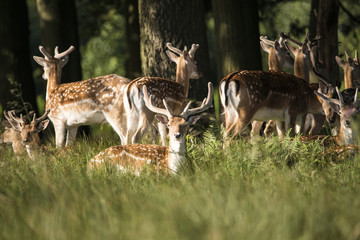 Naklejka na ściany i meble Group of young Fallow Deer dama dama stags in countryside landsc