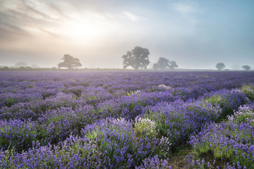 Obraz premium Beautiful dramatic misty sunrise landscape over lavender field i