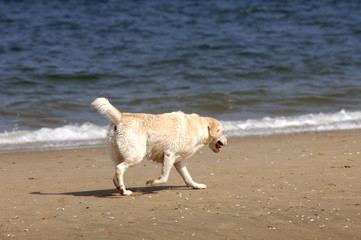 Scheveningen Nordsee