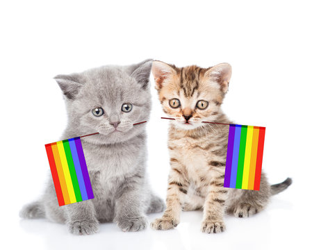 two kittens with rainbow color flag symbolizing gay rights.  isolated on white