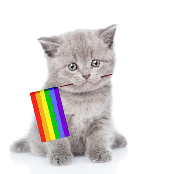 Cute kitten with rainbow color flag symbolizing gay rights.  isolated on white