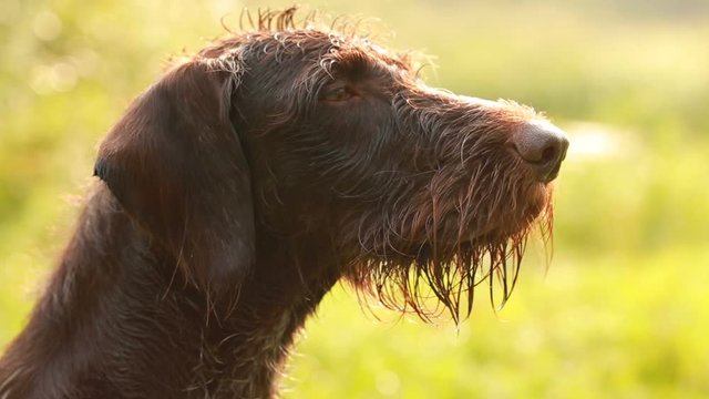 dog head close-up. Hunting dog brown color, with wet hair.