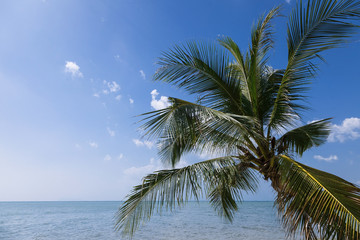 Fototapeta na wymiar tropical landscape with palm tree against the sky