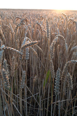 Fototapeta premium Kornfeld im Sommer