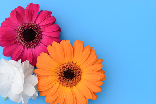 Fototapeta Colorful Daisy Gerbera flowers and white Hortensia flower on turquoise blue background.