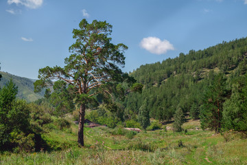 Fototapeta premium Beautiful pine trees in mountains.