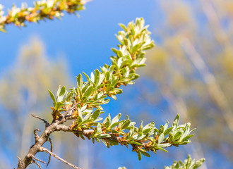 Young leaves of sea buckthorn