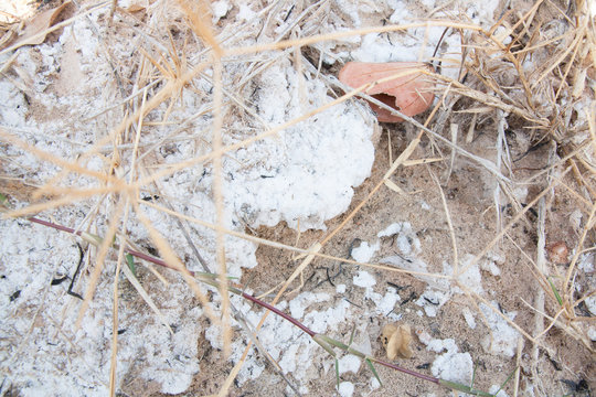 alkaline soil