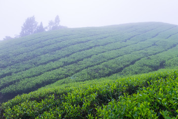 Tea plantations with fog nearby Cameron Highlands, Malaysia