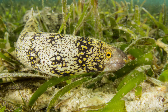 Snowflake Moray Eel