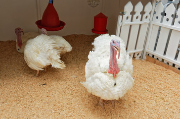 Turkeys