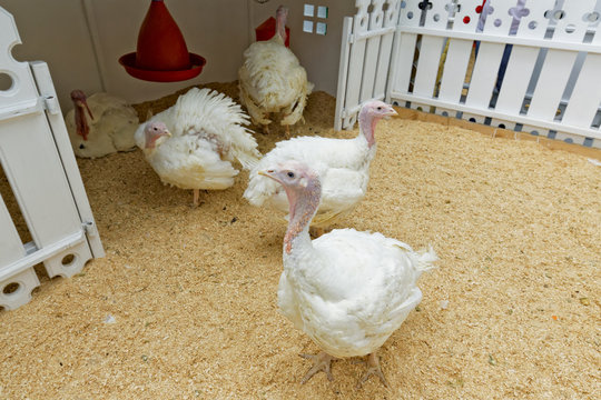 White domestic turkeys