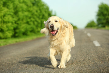 Cute retriever on the road