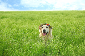 Cute retriever with wreath in green field